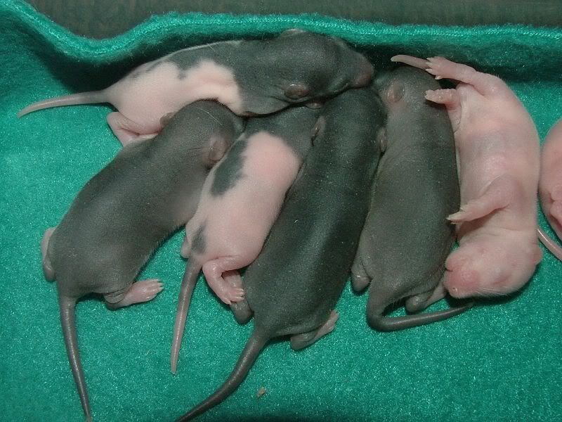 Need some help(orphaned baby rats) Paw Talk Pet Forums
